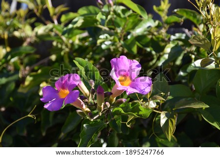 Similar – blooming buds of pink roses on a lilac background