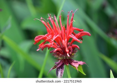 Gorgeous Flowering Red Bee Balm Plant Blooming In A Spring Garden.