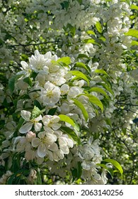 Flowers Galore Middleboro Ma