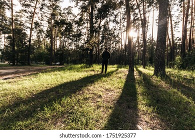 Gorgeous forest with the sun breaking through the trees