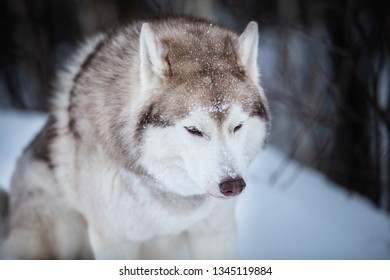 are huskies related to arctic wolves