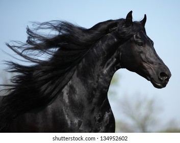 Gorgeous friesian stallion with long mane running on pasturage in spring