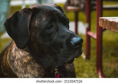 Gorgeous giant dark brindle English mastiff Great Dane mix sits on the ground looking up at camera with sweet and gentle face - Powered by Shutterstock