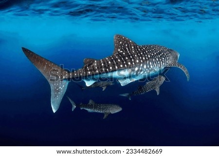 Gorgeous giant whale shark mom with her little cubs swimming next to her body close up