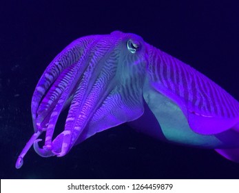 Gorgeous Glowing Purple Squid Closeup.  These Sea Creatures Change Their Color Naturally In The Wild.