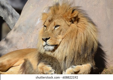 Gorgeous golden African lion soaking up the summer sun.