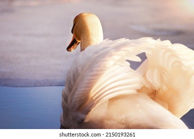 Gorgeous Graceful Swan, On The Lake At Sunset, Illuminated By The Warm Light Of Sunset, Rear View.