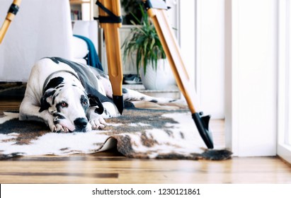 Gorgeous Great Dane Dog Resting On An Animal Print Area Rug Under A Tripod Over Bamboo Hardwood Floors.