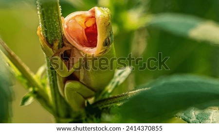 A gorgeous green tree frog with a wide-open yawning mouth