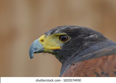 Gorgeous Harris hawk portrait photo