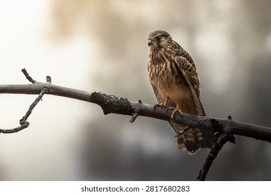 Gorgeous hawk posing for the camera