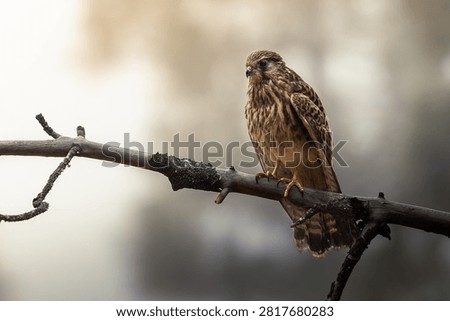Gorgeous hawk posing for the camera