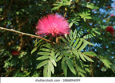 Gorgeous Hot Pink Blooming Persian Silk Flower Or Albizia Julibrissin On The Tree