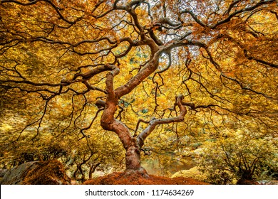 Gorgeous Japanese Maple Tree