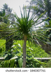 Gorgeous King Palm Tree Portrait