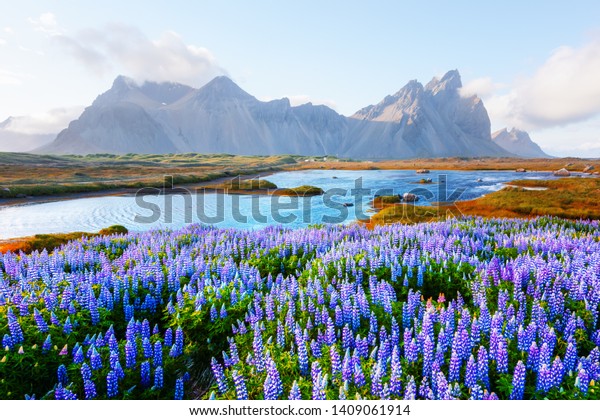 Gorgeous landscape\
with blooming lupine flowers field near famous Stokksnes mountains\
on Vestrahorn cape,\
Iceland