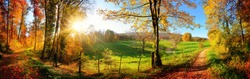 Великолепная панорама пейзажа, показывающая луг и путь, ведущий в лес, с осенними цветами и голубым небом