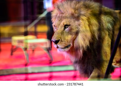 Gorgeous Lion In Circus Arena