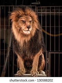 Gorgeous Lion Sitting In A Circus Arena Cage