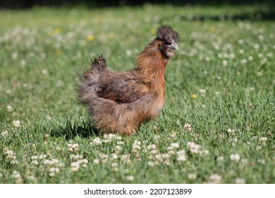 Gorgeous Little Red Silky Hen