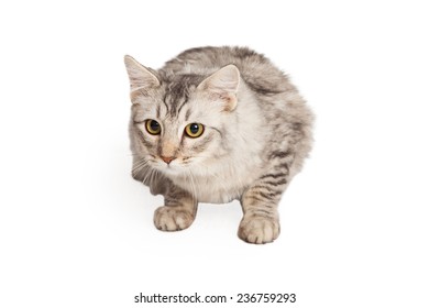 Cat Body Stock Photos Images Photography Shutterstock