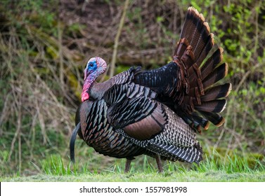 Gorgeous Male Tom Turkey Strutting His Stock Photo 1557981998 ...