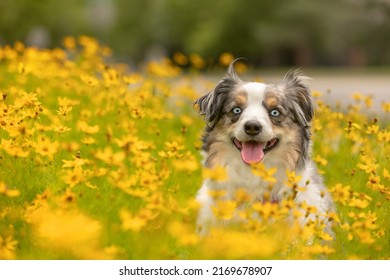 gorgeous mini aussie with blue eyes sitting in yellow flower patch - beautful cute blue merle miniature australian shepherd dog with tongue out in park