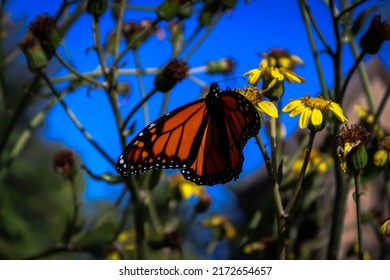 Gorgeous Monarch Butterfly Against A Bright Blue Sky