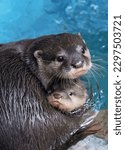 Gorgeous mother water otter hugs her cute cub while sitting on the surface of the water