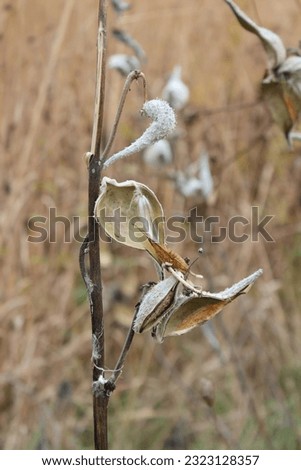 Gorgeous nature photography milkweed close-up autumn fall tall grass field forest preserve