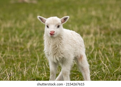 A gorgeous newborn white lamb, posing in front of the camera. 