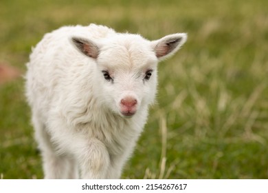 A gorgeous newborn white lamb, posing in front of the camera. 