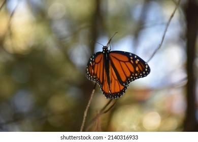 Gorgeous orange butterfly with his wings spread wide open in nature.