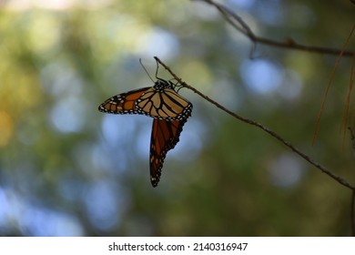 Gorgeous orange butterfly with wings slightly open in nature.
