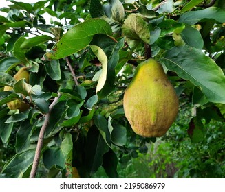 Gorgeous Organic Yellow Quince.  Organic Fruits From The Garden.  Quince In The Orchard In Autumn.  Yellow Fruit On The Tree.  Healthy Food.  Living Food From Nature.