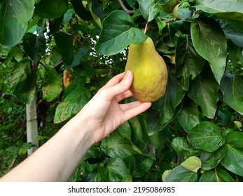 Gorgeous Organic Yellow Quince.  Organic Fruits From The Garden.  Quince In The Orchard In Autumn.  Yellow Fruit On The Tree.  Healthy Food.  Living Food From Nature.