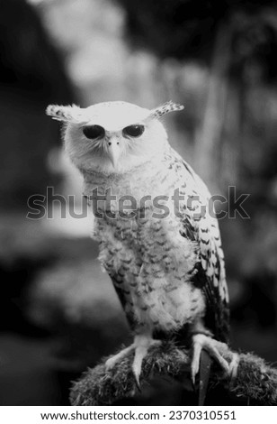 Similar – Snowy owl face III