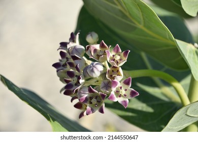 Gorgeous pastel budding and flowering white and purple giant milkweed blossoms.