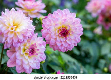 Gorgeous pink dahlias. Perennial flowers, hobby, gardening. - Powered by Shutterstock