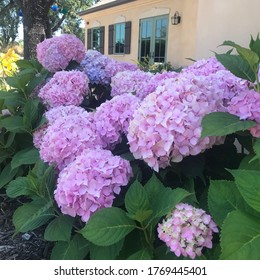 Gorgeous pink hydrangea in full bloom Sonoma California French country home