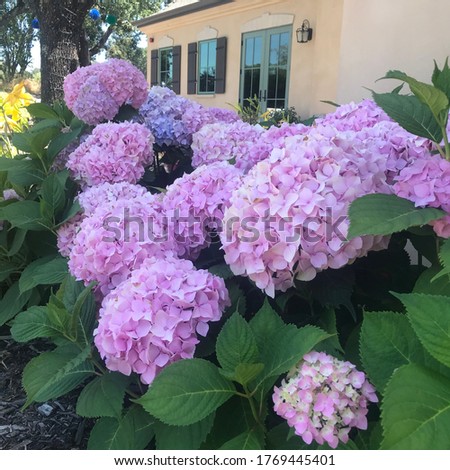 Gorgeous pink hydrangea in full bloom Sonoma California French country home