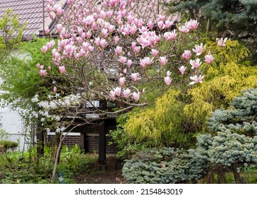 Gorgeous Pink Magnolia In The Yard. Beautiful Landscape Design With Magnolia And Spruce Trees