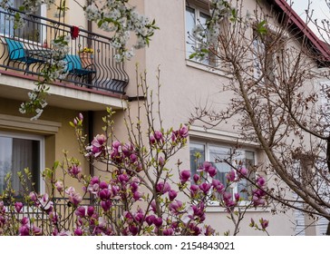 Gorgeous Pink Magnolia In The Yard. Beautiful Landscape Design With Magnolia And Spruce Trees