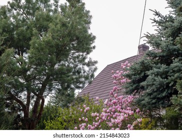 Gorgeous Pink Magnolia In The Yard. Beautiful Landscape Design With Magnolia And Spruce Trees