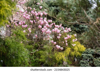 Gorgeous Pink Magnolia In The Yard. Beautiful Landscape Design With Magnolia And Spruce Trees