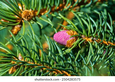 Gorgeous pink pine cones close up for a touch of nature's beauty. Bring the spirit of spring into your space. Capture the artistry and serenity of nature in a unique way. - Powered by Shutterstock