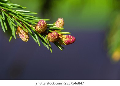 Gorgeous pink pine cones close up for a touch of nature's beauty. Bring the spirit of spring into your space. Capture the artistry and serenity of nature in a unique way. - Powered by Shutterstock