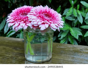 gorgeous pink and white gerbera daisies on wooden bench after the rain - Powered by Shutterstock