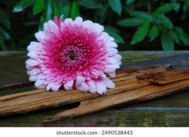 gorgeous pink and white gerbera daisies on wooden bench after the rain - Powered by Shutterstock