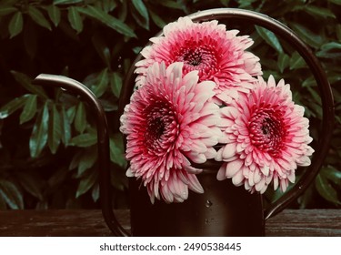 gorgeous pink and white gerbera daisies on wooden bench after the rain - Powered by Shutterstock